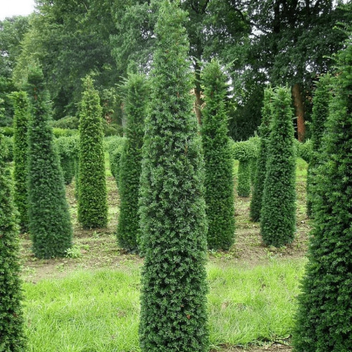 Тис ягодный «Грин Рокет» (Green Rocket)