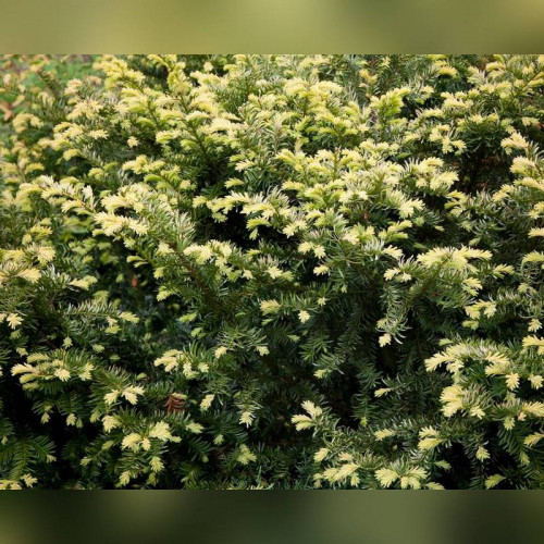 Тис ягодный Элегантиссима