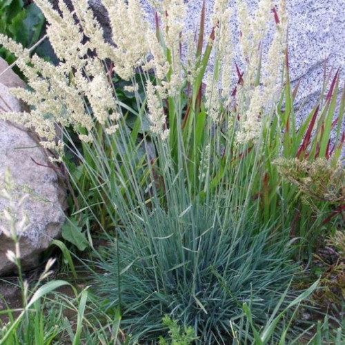 Тонконог сизый