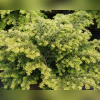 Тсуга канадская «Нана»