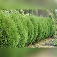 Туя «Вагнери»