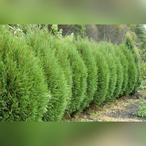 Туя «Вагнери»