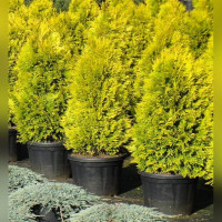 Туя «Голден Брабант»