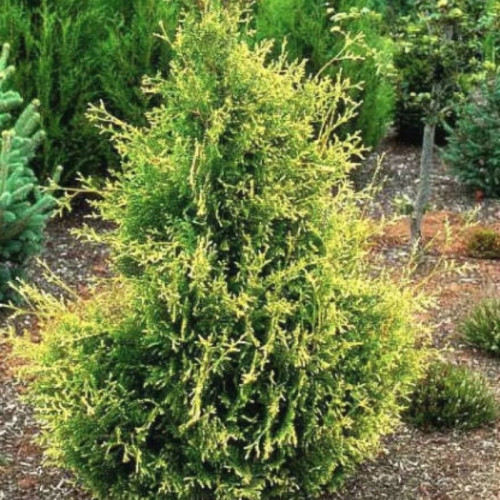 Туя «Голден Тип»