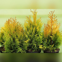 Туя «Голди»