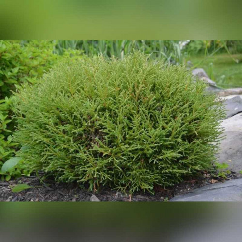 Туя «Мистер Боулинг Болл»