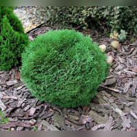 Туя «Тини Тим»