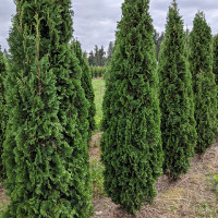 Туя «Холмструп»