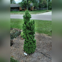 Туя Зматлик (Zmatlik)