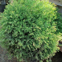 Туя вересковидная Эрикоидес
