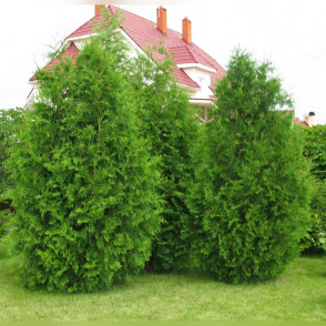 Туя западная «Брабант»