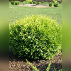 Туя западная «Глобоза Ауреа»