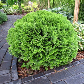 Туя западная «Даника»