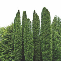 Туя западная «Колумна»