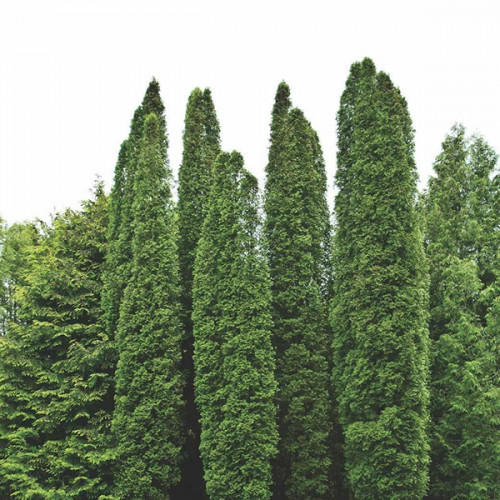 Туя западная «Колумна»