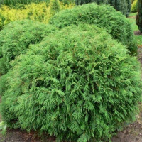 Туя западная «Литл Чемпион»