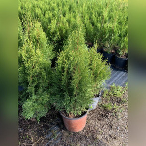 Туя западная «Смарагд Витбонд»