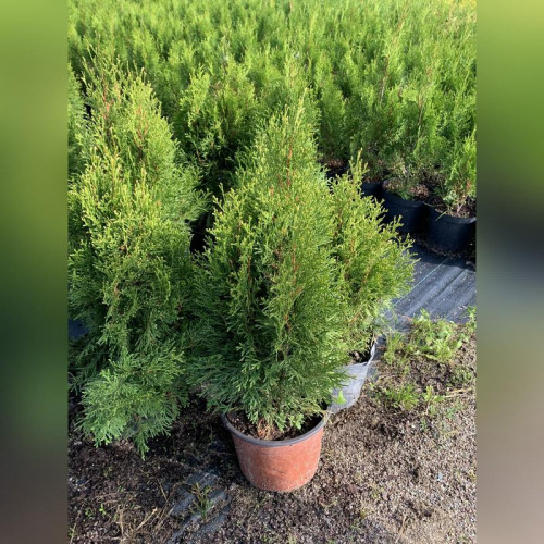 Туя западная «Смарагд Витбонд»