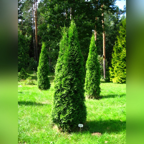Туя западная «Смарагд»