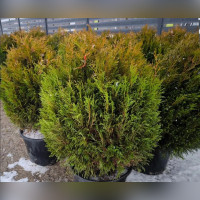 Туя западная «Тип Топ»