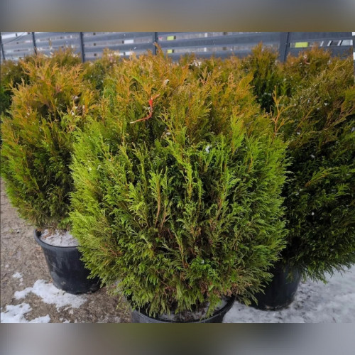 Туя западная «Тип Топ»
