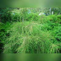 Туя западная «Филиформис»