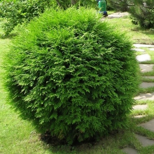 Туя западная «Хозери»