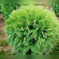 Туя западная Вудварди (Woodwardii)