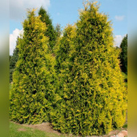 Туя западная Европа Голд