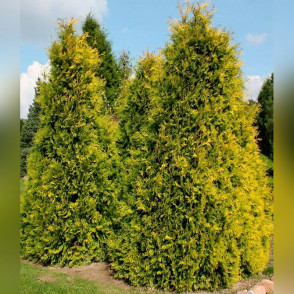 Туя западная Европа Голд