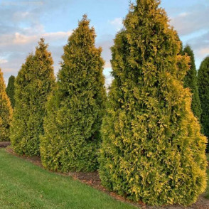 Туя западная Санкист