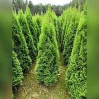 Туя западная Смарагд Экстра