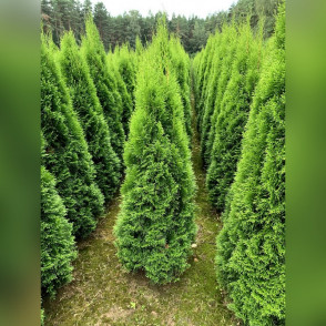 Туя западная Смарагд Экстра