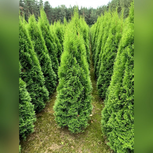 Туя западная Смарагд Экстра