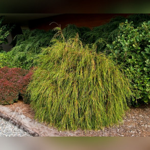 Туя складчатая Випкорд​ (Thuja plicata Whipcord​)