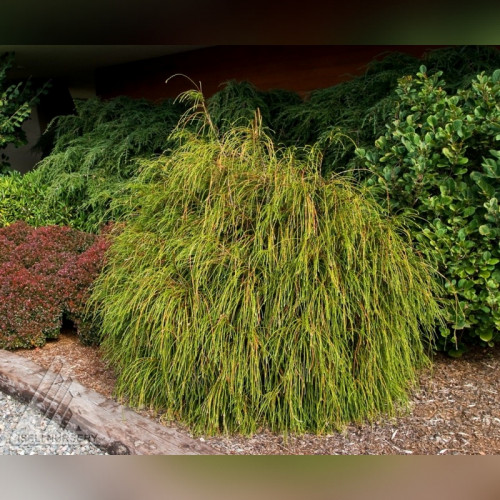 Туя складчатая Випкорд​ (Thuja plicata Whipcord​)