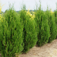 Туя складчатая Корник (Kornik)