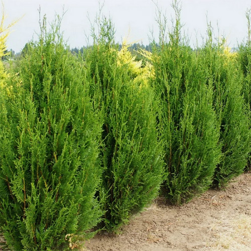 Туя складчатая Корник (Kornik)