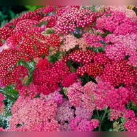 Тысячелистник обыкновенный «Саммер Берри»