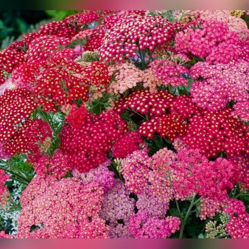 Тысячелистник обыкновенный «Саммер Берри»