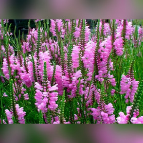 Физостегия виргинская розовая