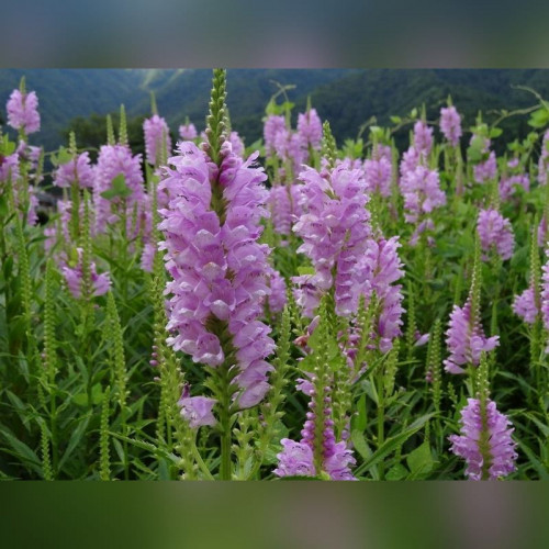 Физостегия виргинская