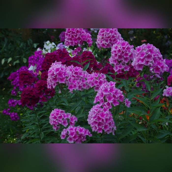 Флокс в ассортименте