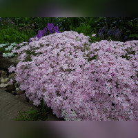 Флокс шиловидный «Кенди Страйпс»