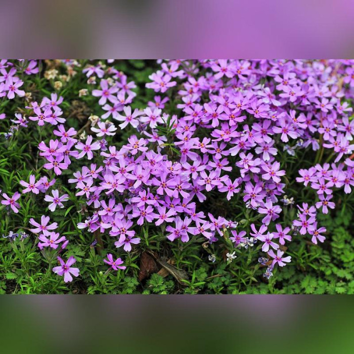 Флокс шиловидный «Пепл Бьюти»