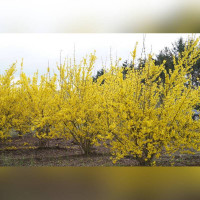 Форзиция «Линвуд Голд»