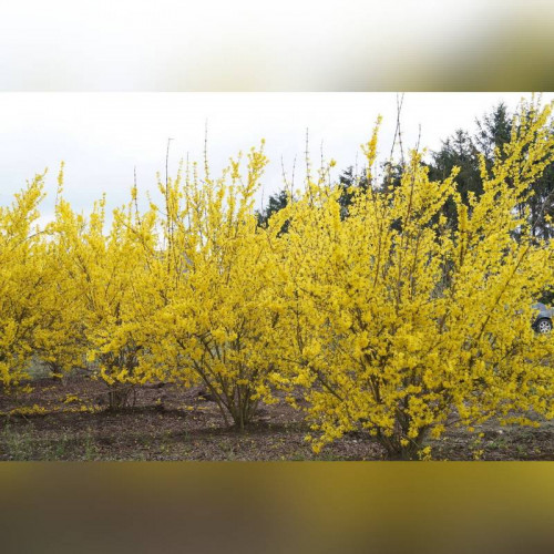 Форзиция «Линвуд Голд»