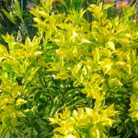 Форзиция Голден Тайм