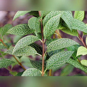 Форзиция корейская «Камсон»