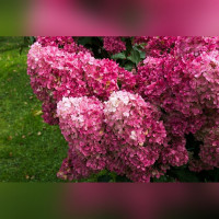 Гортензия метельчатая «Фрайз Мельба»